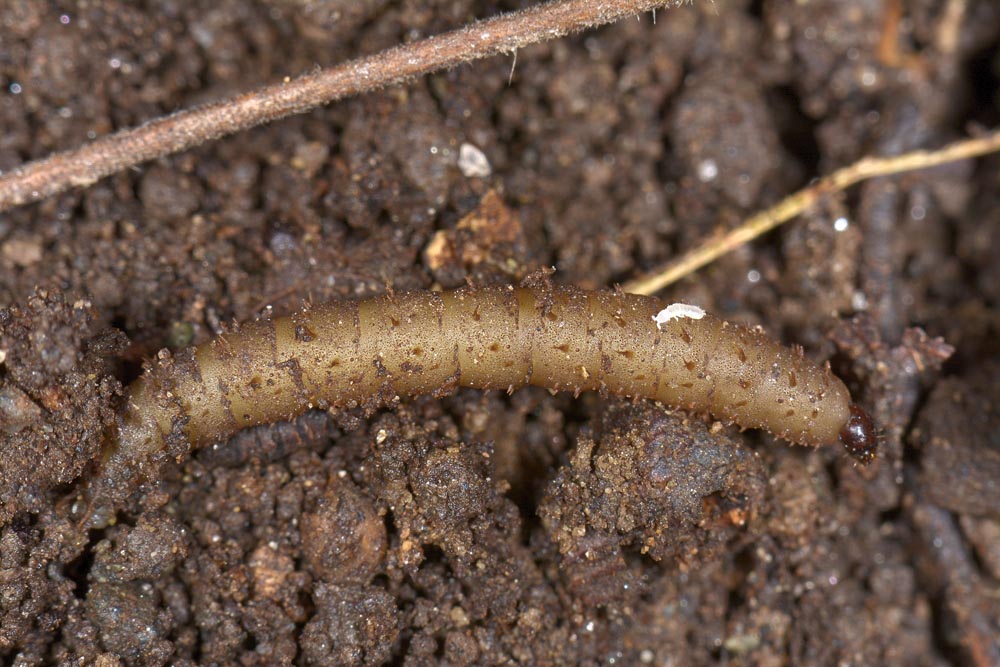 Agyrtidae: Agyrtes bicolor